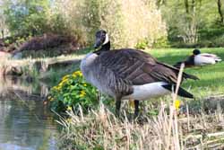 Kr&ouml;te im Maxipark